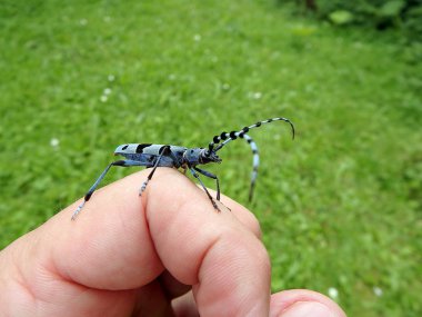 Rosalia longicorn and human hand,(Rosalia alpina),Alpine longhorn beetle clipart