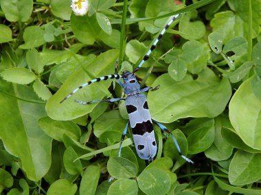 Rosalia longicorn (Rosalia alpina), alp longhorn böceği