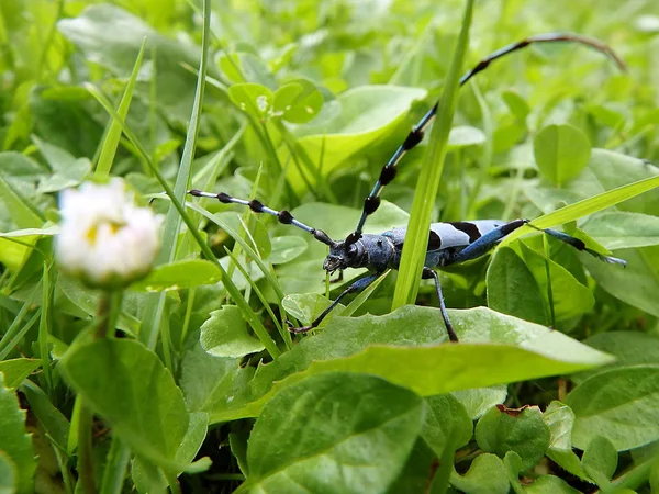 Rosalia Longicorn Rosalia Alpina Alpine Σκαθάρι — Φωτογραφία Αρχείου