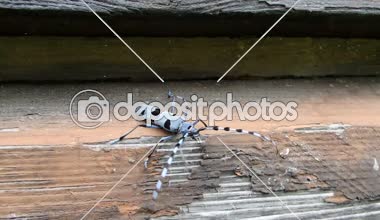 Rosalia longicorn (Rosalia alpina), alp longhorn böceği
