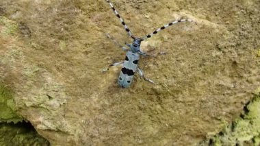 Rosalia longicorn (Rosalia alpina), alp longhorn böceği