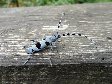 Rosalia longicorn (Rosalia alpina), alp longhorn böceği