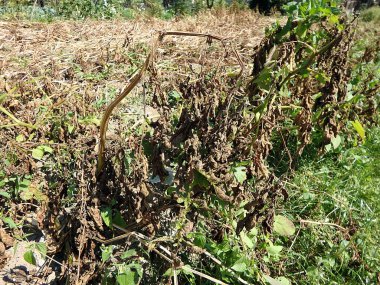 Patates yanıklığı hastalığı patates mantar,(Phytophthora infestans tarafından neden olduğu hastalıklar, yaprakları)