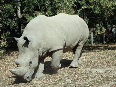Beyaz gergedan, (Ceratotherium simum), kare dudaklı gergedan 