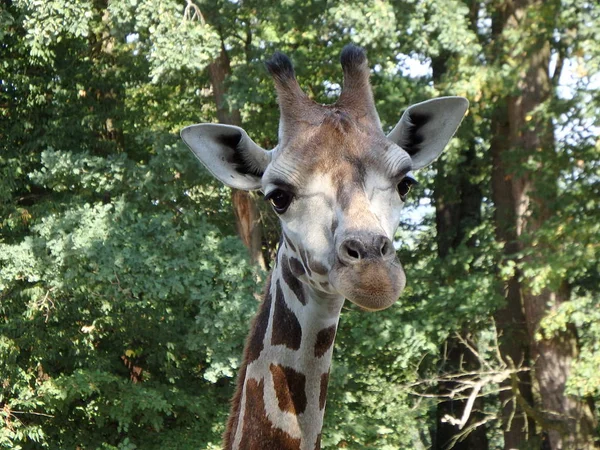 Giraffe Giraffa Camelopardalis Animal — Stock Photo, Image