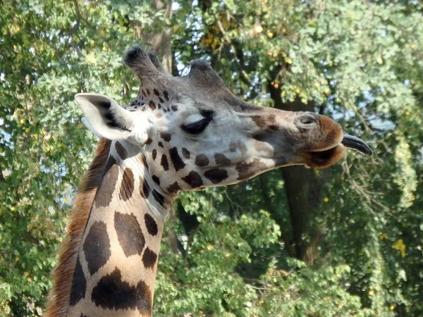 Girafe Giraffa Camelopardalis Animal — Photo