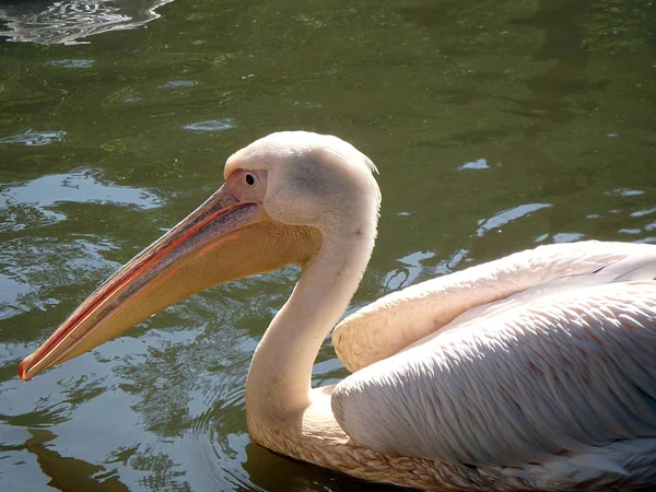 Amerikanischer Weißpelikan Pelecanus Erythrorhynchos — Stockfoto