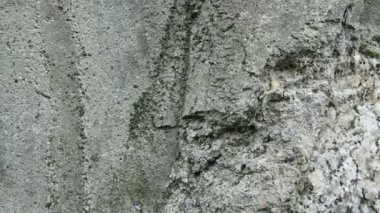 Rosalia longicorn (Rosalia alpina), alp longhorn böceği