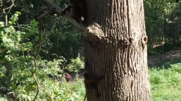 Gelada Theropithecus Gelada Dolksteekduif Aap Gelada Baviaan — Stockvideo