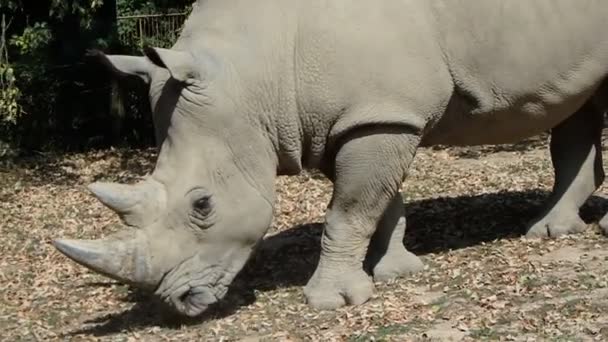 Rinoceronte Branco Ceratotherium Simum Rinoceronte Lábios Quadrados — Vídeo de Stock