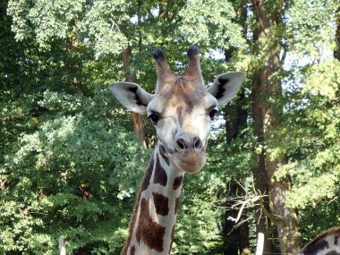 Zürafa, (zürafa zürafa), hayvanlarıyla