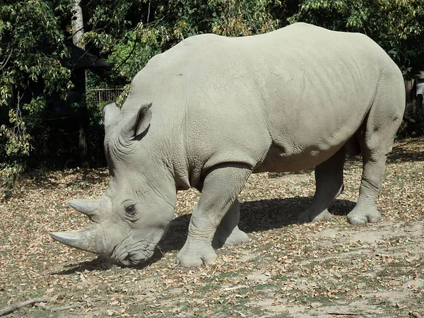 Rhinocéros Blanc Ceratotherium Simum Rhinocéros Lèvres Carrées — Photo