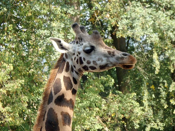 Giraffe Giraffa Camelopardalis African Animal — Stock Photo, Image