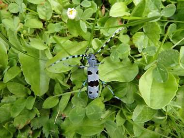 Rosalia longicorn (Rosalia alpina), alp longhorn böceği