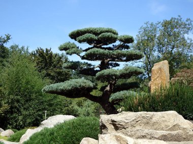 Güzel yeşil bonsai ağacı bahçede