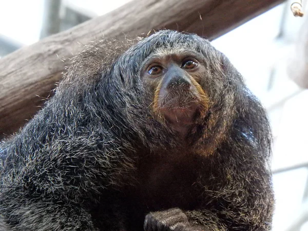 Saki Białolica Pithecia Pithecia Gujana Saki Golden Faced Saki — Zdjęcie stockowe