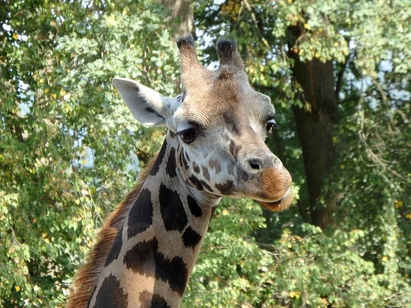 Girafe Giraffa Camelopardalis Mammifère — Photo