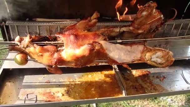 Roasting Piglet Split Firewood Grilled Pig — Stock Video