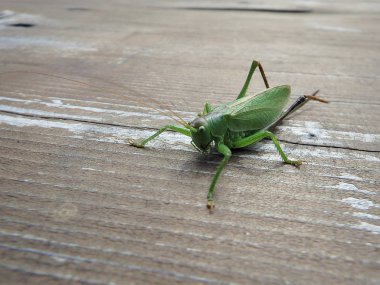 Büyük yeşil Bush-kriket (Tettigonia viridissima)