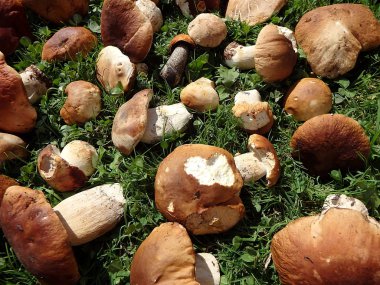 Boletus Mantarı - yenilebilir mantar (kuruş topuz, cep, porcino veya porcini, Kral bolete)