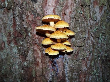 Armillaria, tatlım mantar, mantar ağaçta büyüyen,