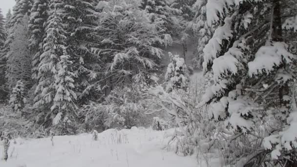 Prachtige Winterlandschap Met Besneeuwde Bomen Sneeuw Vallen Bergbos Extreme Sneeuw — Stockvideo