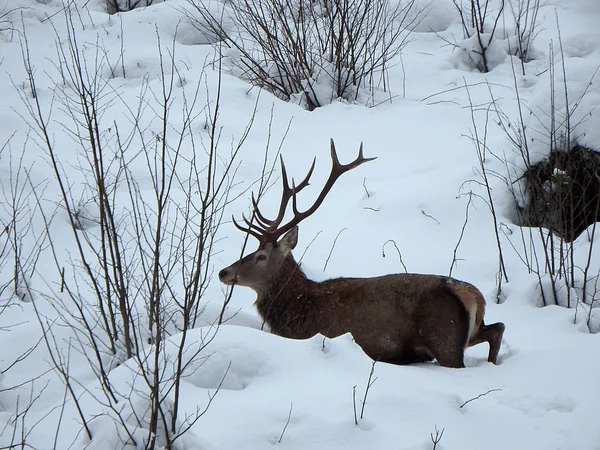 雪の中で美しいレッド ディア覆われた冬の風景 Cervus Elaphus — ストック写真