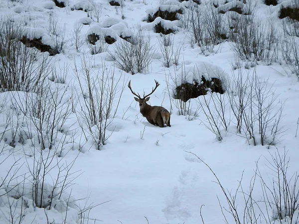 雪の中で美しいレッド ディア覆われた冬の風景 Cervus Elaphus — ストック写真