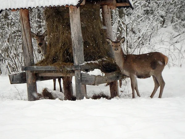 Hermoso Ciervo Rojo Paisaje Invierno Cubierto Nieve Cervus Elaphus — Foto de Stock