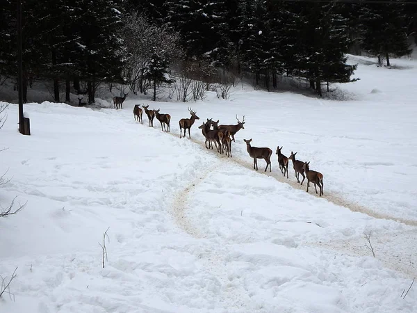 雪の中で美しいレッド ディア覆われた冬の風景 Cervus Elaphus — ストック写真