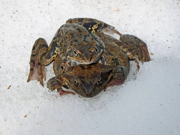 European common brown frog