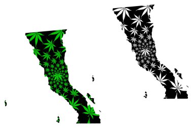 Baja California (Amerika Birleşik Meksika Devletleri) haritası esrar yaprağı yeşil ve siyah, Serbest ve Egemen Devlet Baja California (Kuzey Toprakları) harita esrar (marihuana, Thc) yeşillik yapılmış tasarlanmıştır