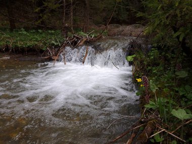 Güzel derin orman şelale, küçük şelale, nehir üzerinde çağlayan, 
