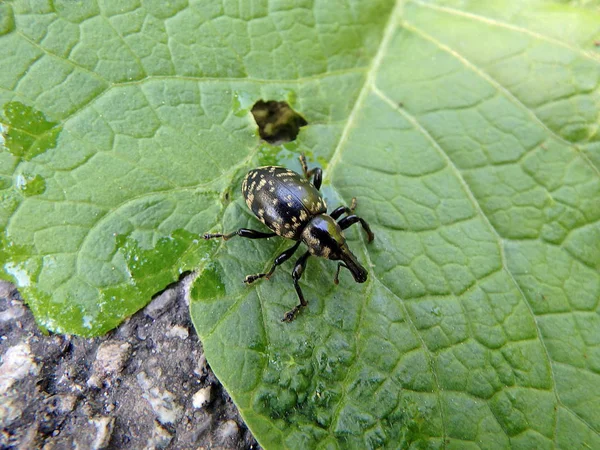 Moncong kumbang pada daun hijau, (Liparus glabrirostris), kumbang weevil — Stok Foto