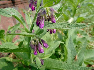 Ortak comfrey veya gerçek comfrey Menekşe çiçekleri (Symphytum officinale, kaygan kök, Quaker comfrey, ekili comfrey)