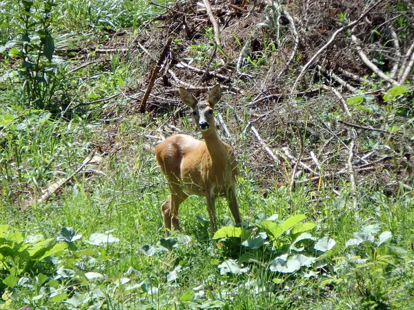 Ciervo europeo hembra, (Capreolus capreolus ) — Foto de Stock