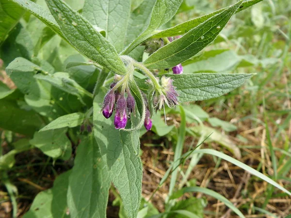 Violette Blüten des Beinwell oder echten Beinwell (symphytum officinale, glitschige Wurzel, Quaker Beinwell, kultivierte Beinwell) — Stockfoto