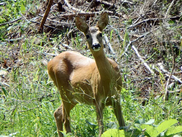 Ciervo europeo hembra, (Capreolus capreolus ) — Foto de Stock