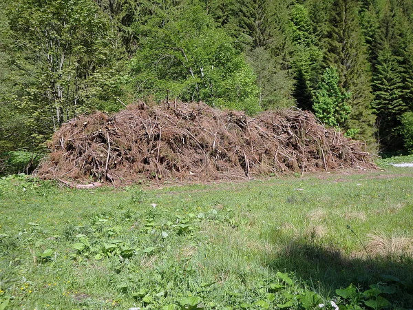 Biomasa, Cortar ramas en el bosque, Ramas en el bosque, Madera aserrada apilada , —  Fotos de Stock