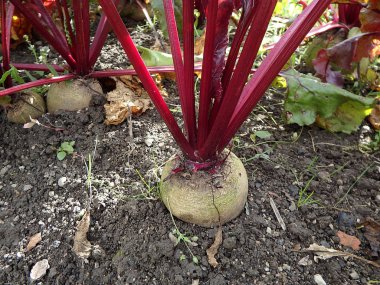 Bahçedeki pancar (Beta vulgaris) masa, bahçe, şeker, kırmızı, akşam yemeği veya altın pancar