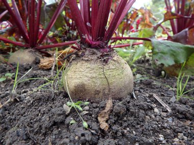 Beetroot in the garden (Beta vulgaris) table, garden, sugar, red, dinner or golden beet clipart