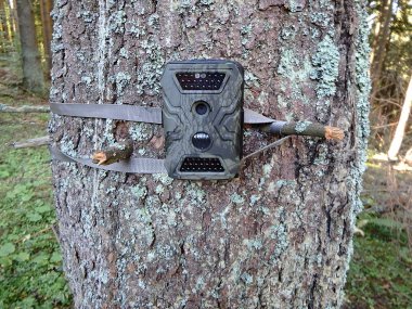 Ormanları, kamera tuzağı kızılötesi ışık ve bir ağaç üzerinde askıları ile bağlı hareket sensörü ile fotoğraf tuzakları
