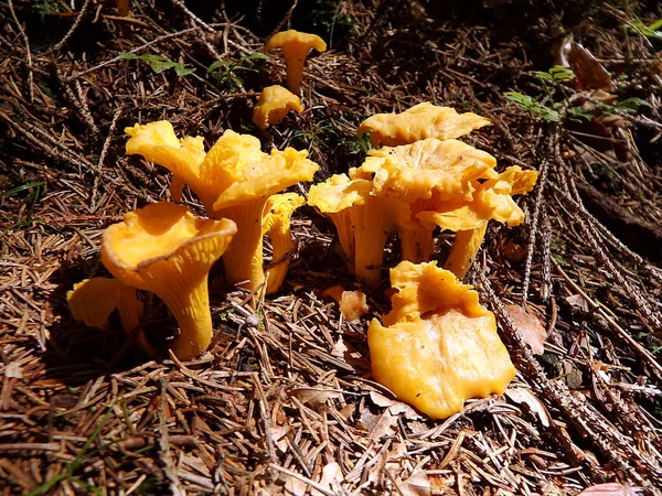 ゴールデンシャンテレル(カンタレルス・シバリウス、ジロレ)黄色の食用キノコ、天然の真菌 — ストック写真
