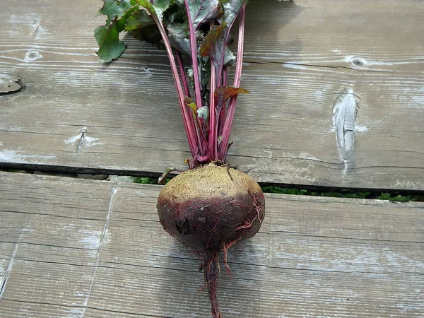 Свекла в саду (Beta vulgaris) стол, сад, сахар, красный, ужин или золотая свекла — стоковое фото