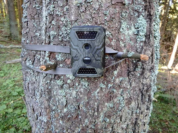 Ormanları, kamera tuzağı kızılötesi ışık ve bir ağaç üzerinde askıları ile bağlı hareket sensörü ile fotoğraf tuzakları — Stok fotoğraf