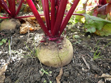 Bahçedeki pancar (Beta vulgaris) masa, bahçe, şeker, kırmızı, akşam yemeği veya altın pancar