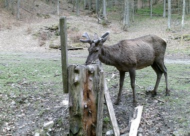 Ormandaki güzel kızıl geyik (Cervus elaphus), orman hayvanlarını beslemek için tuz yalama yeri (tuz küpü).,