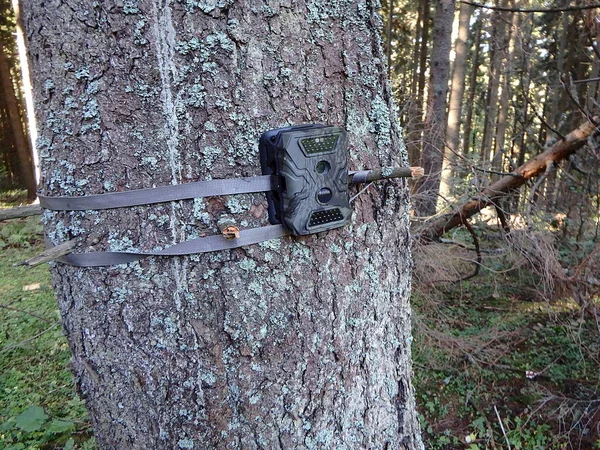 Fototrampa Bosques Fototrampa Con Luz Infrarroja Detector Movimiento Conectado Con —  Fotos de Stock