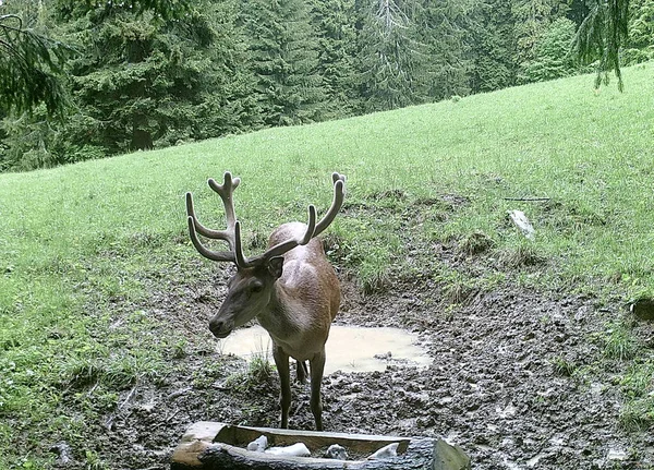 森の中の美しい赤い鹿 Cervus Elaphus 森林動物への餌やりのための塩なめる場所 塩のキューブ — ストック写真