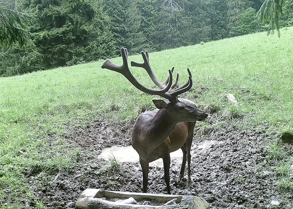 아름다운 Cervus Elaphus 동물에게 먹이를 입방체 — 스톡 사진